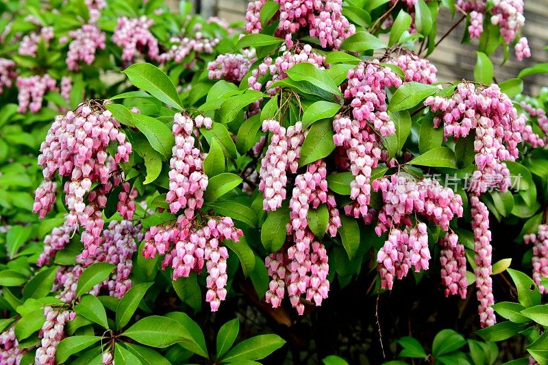 日本Pieris japonica /日本andromeda